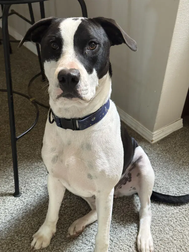 Soda Pop - American Bulldog