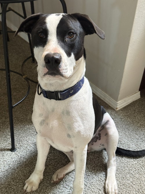 Soda Pop, a dog for adoption from 4 Paws 4 Life Rescue
