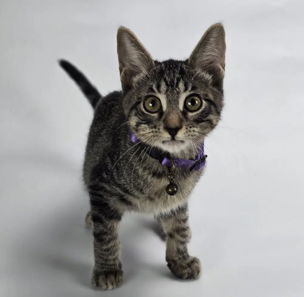 Funkytown - Domestic Short Hair