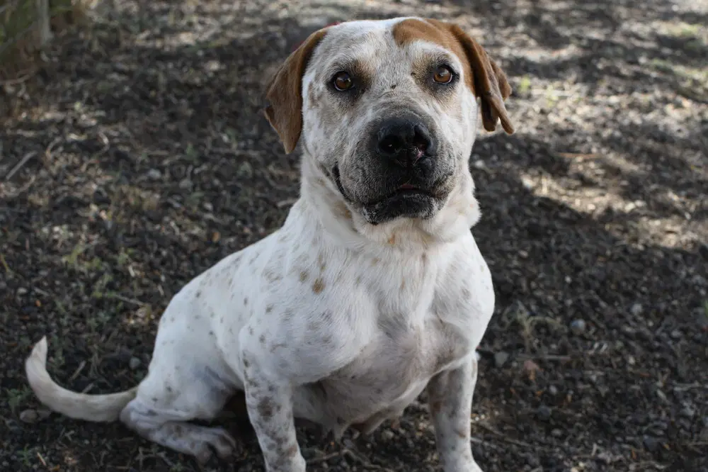Little Girl Hw - Australian Cattle Dog/Blue Heeler