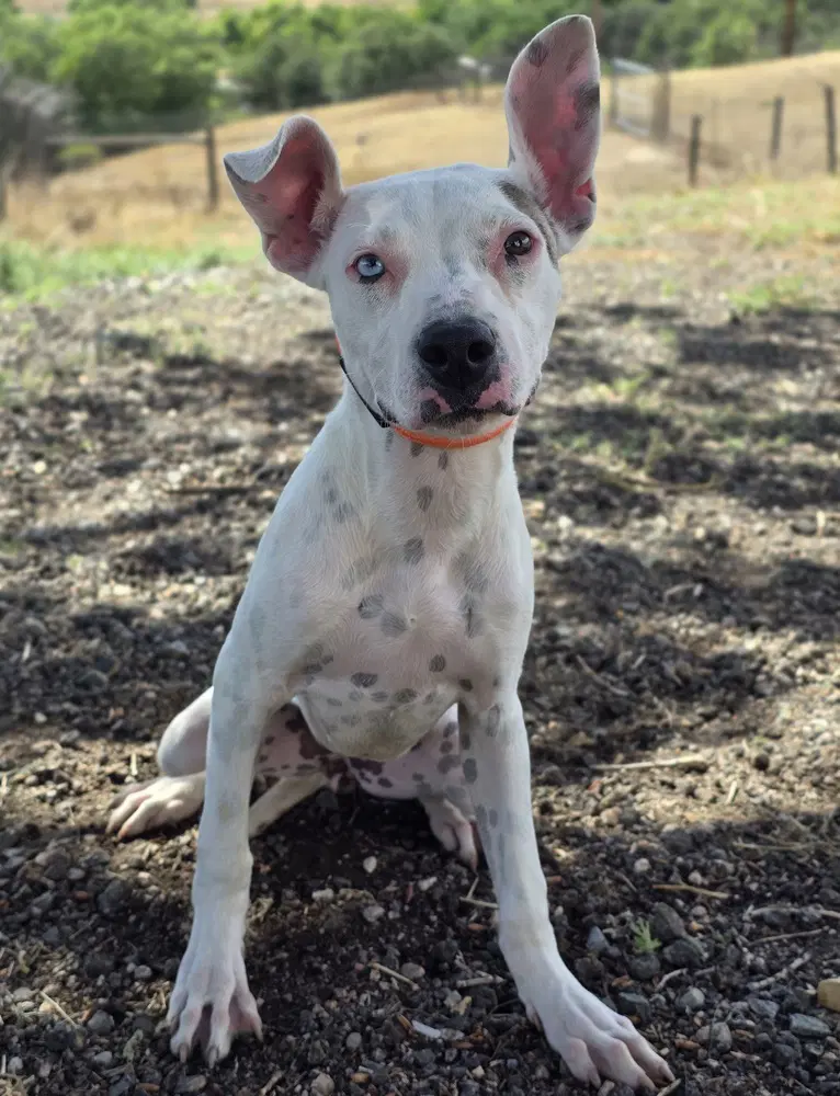 Freya - Pit Bull Terrier