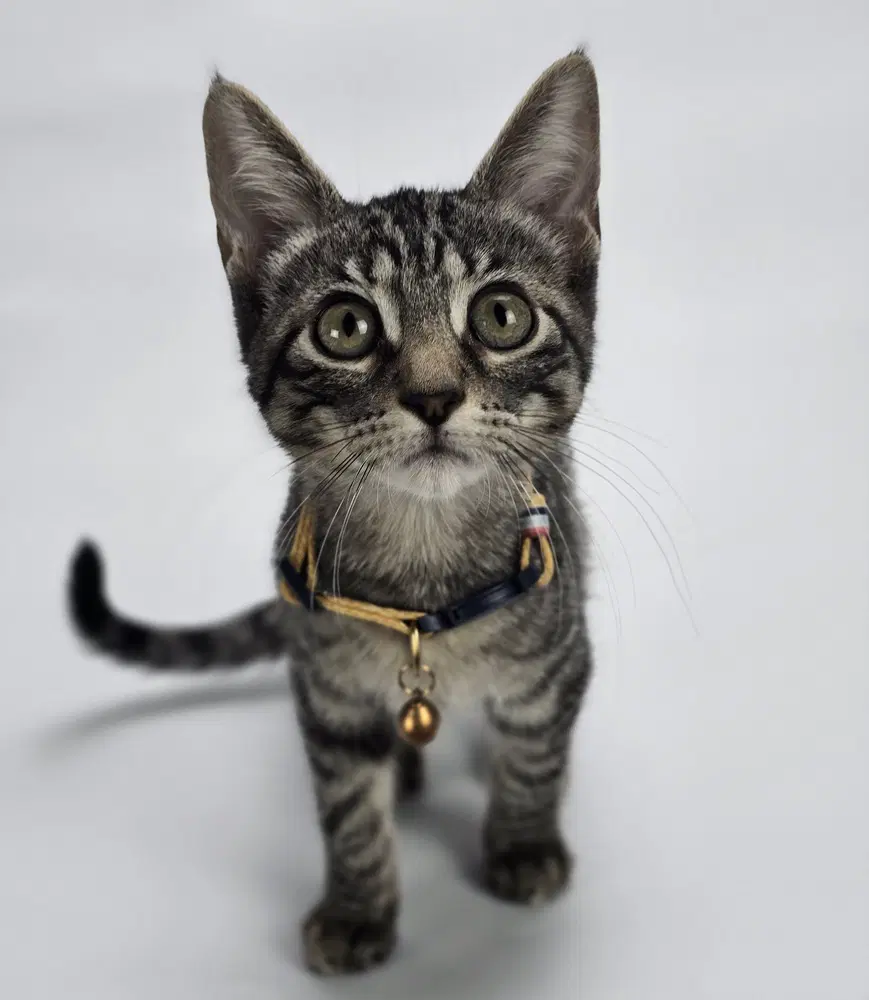 Discoball - Domestic Short Hair