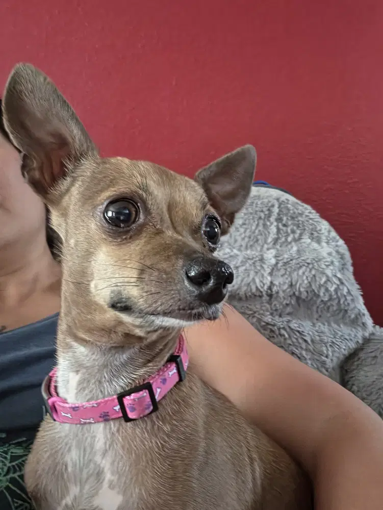 Ren - Chihuahua