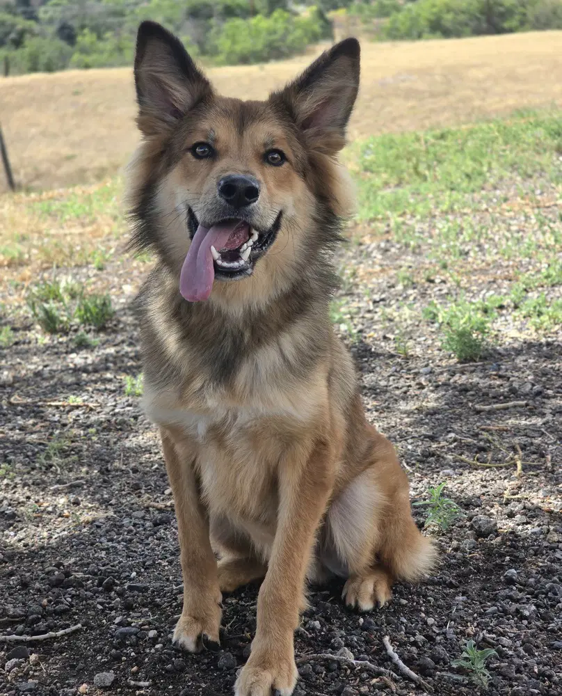 Spike Spiegel - German Shepherd Dog