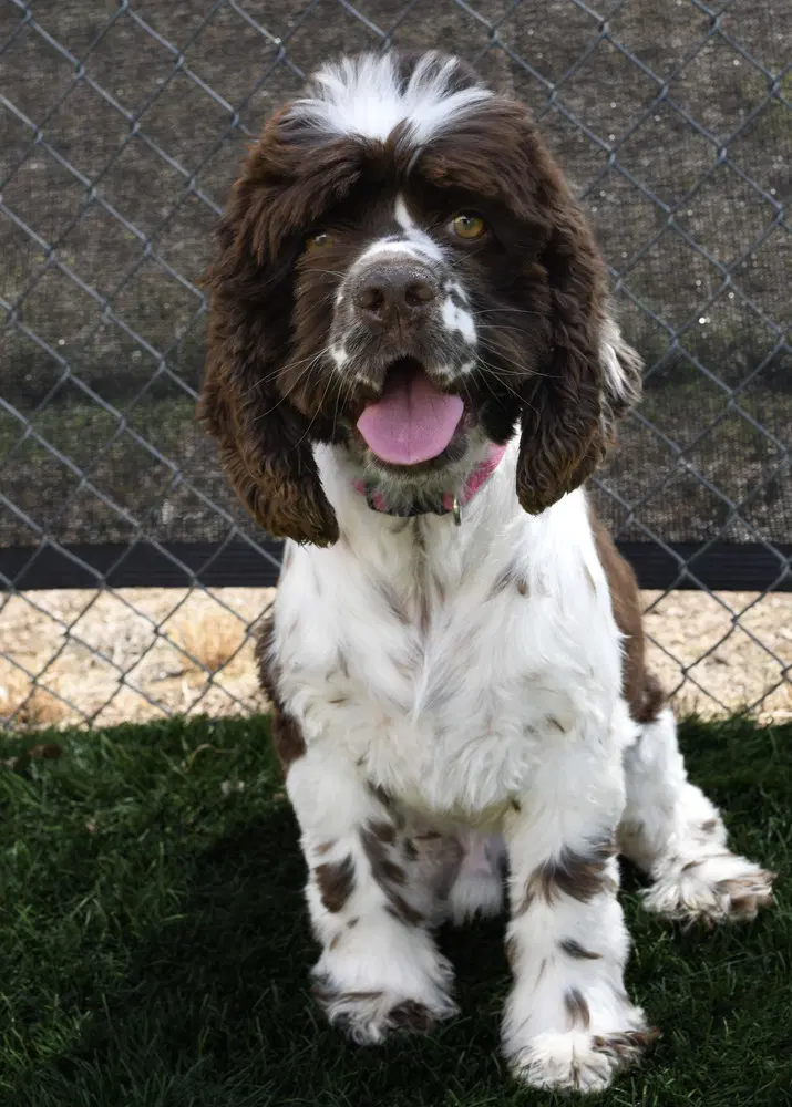 Doyle - Cocker Spaniel