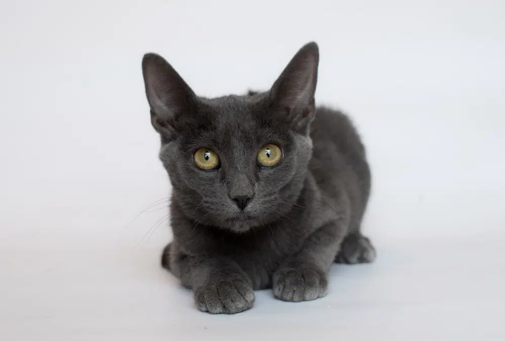 Connie - Domestic Short Hair