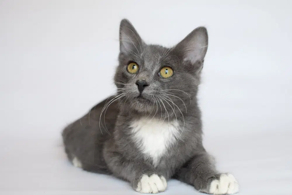 Levi - Domestic Medium Hair
