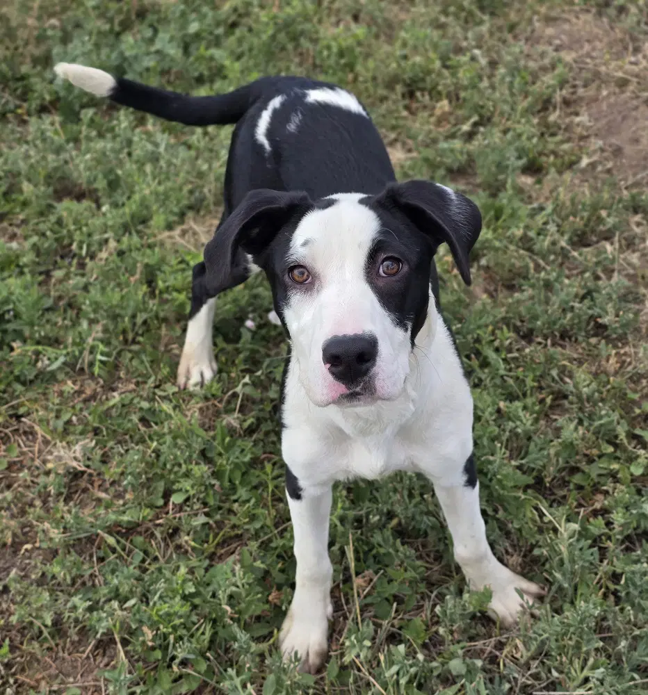 Loraine - Labrador Retriever
