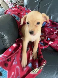 Lychee - Chihuahua