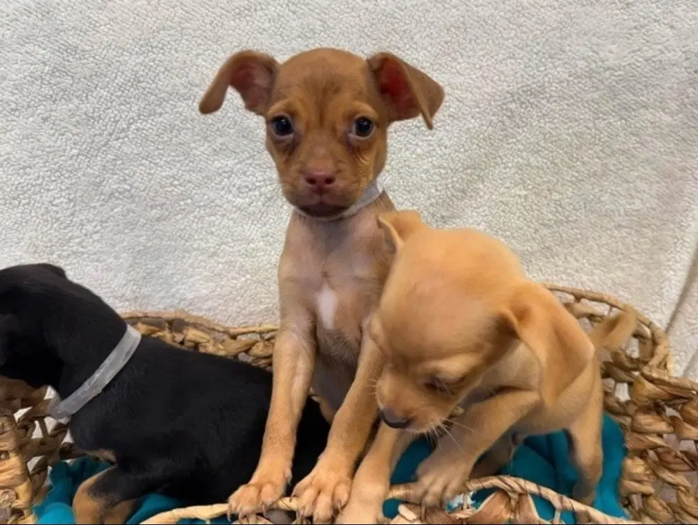 Taro - Chihuahua