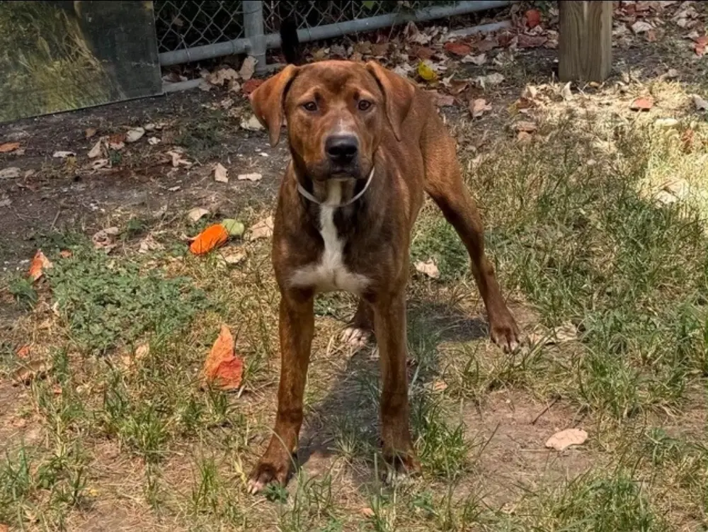 Juice - American Staffordshire Terrier