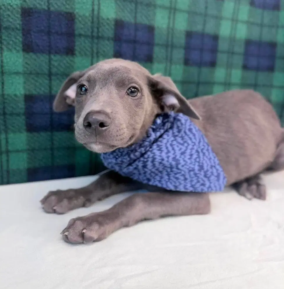 Blossom - Pit Bull Terrier