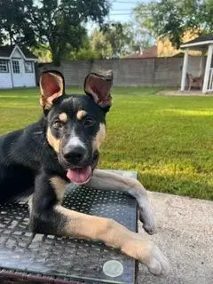 Baby Boy - American Staffordshire Terrier
