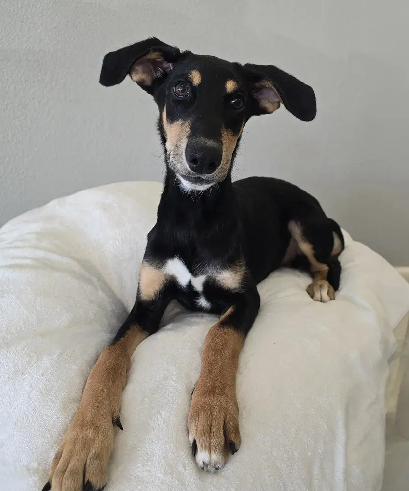 Candy - Doberman Pinscher