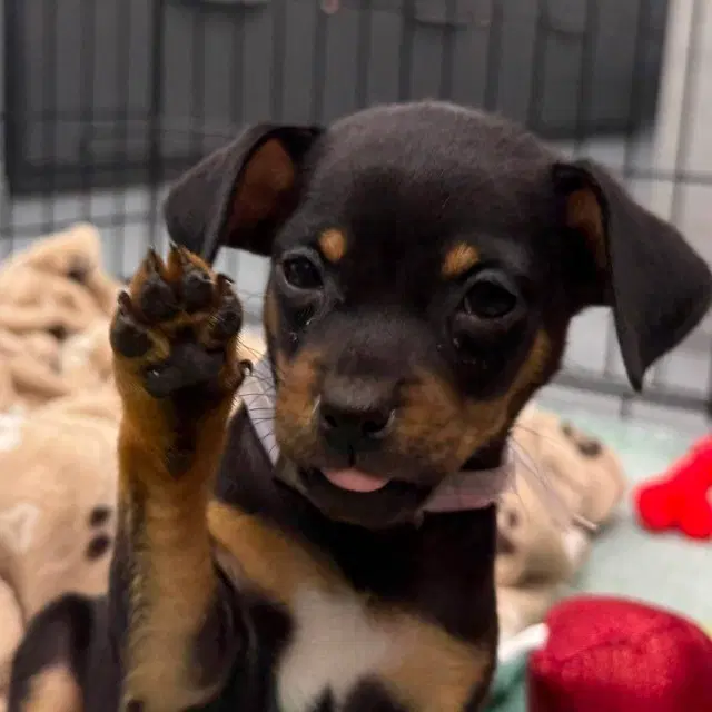 Boba - Chihuahua