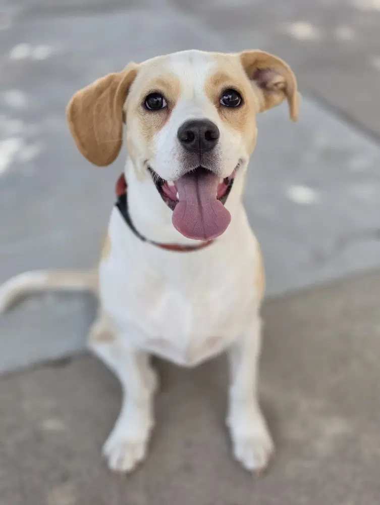 Molly Fka Aurora - Boxer