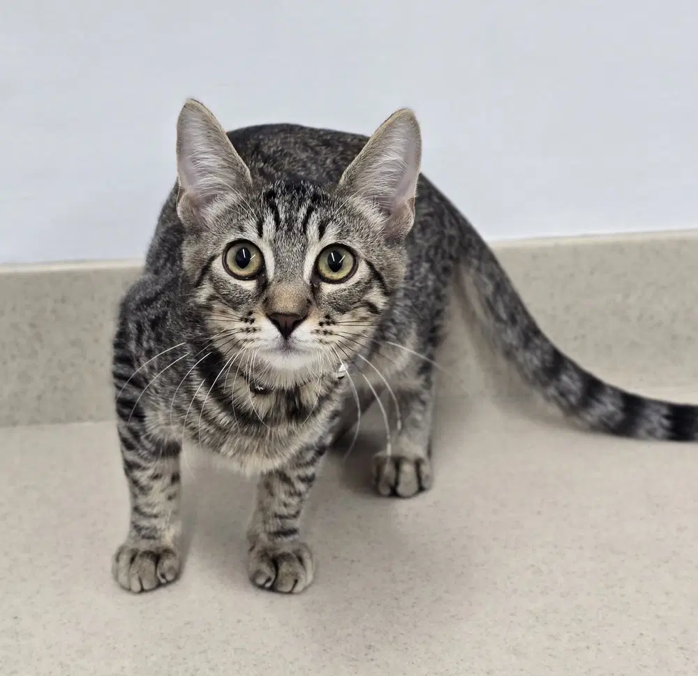 Jessie - Domestic Short Hair