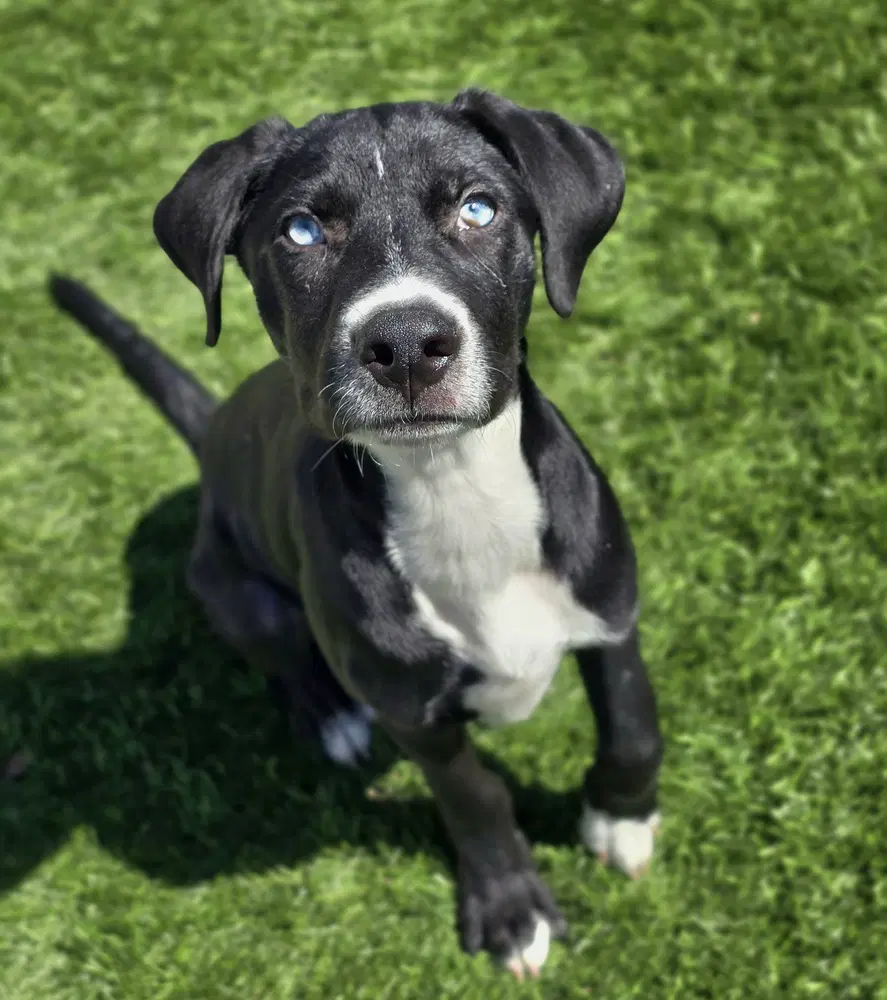 Mojo - Pit Bull Terrier