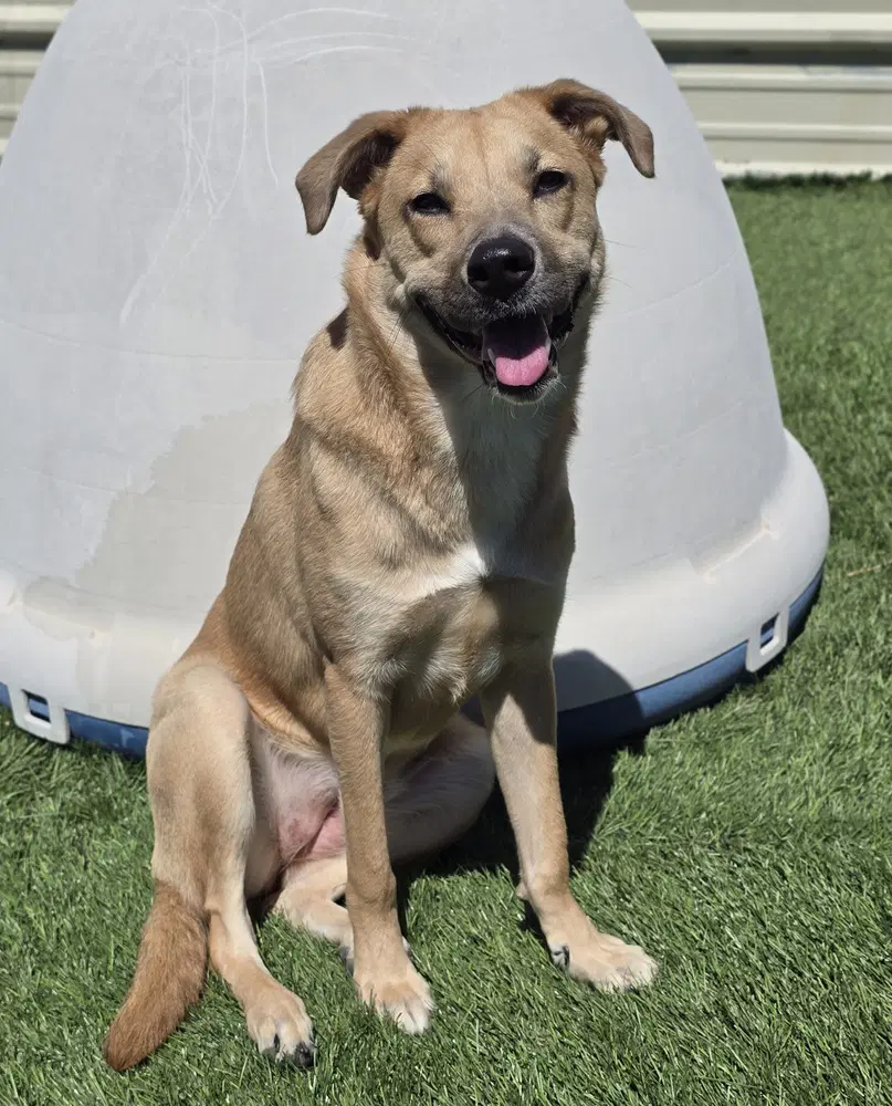 Angel - Labrador Retriever