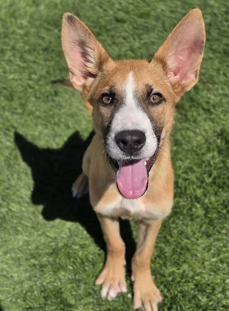 Bizzy - German Shepherd Dog