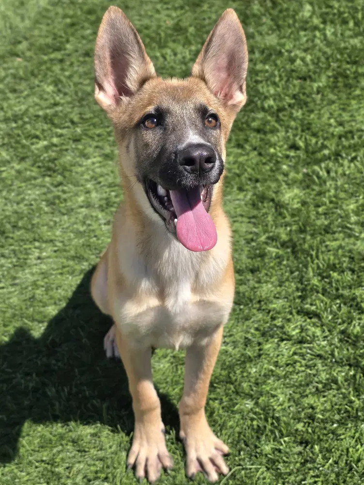 Rigatoni - German Shepherd Dog