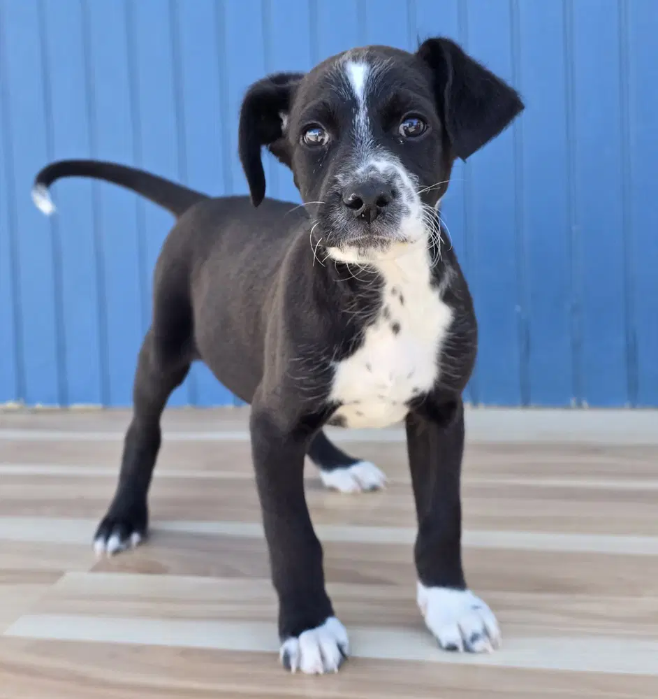 Whiskey - Border Collie