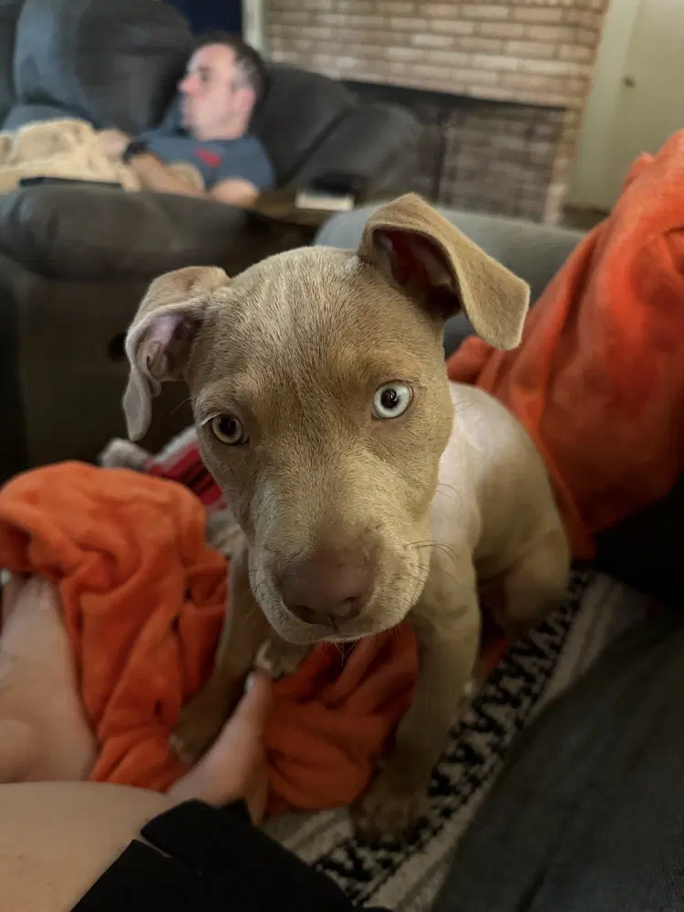 Bowie - American Staffordshire Terrier