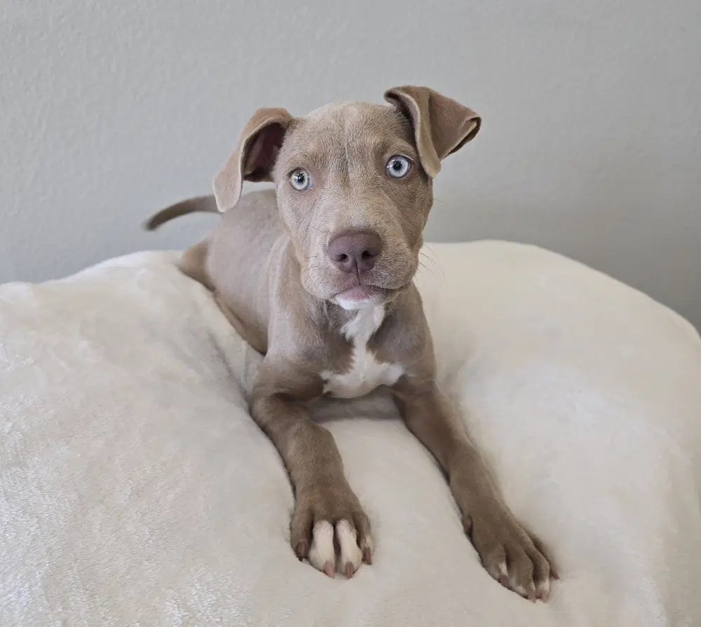 Bowie - American Staffordshire Terrier