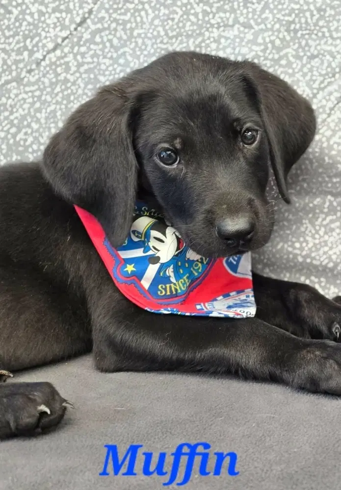 Muffin - Labrador Retriever