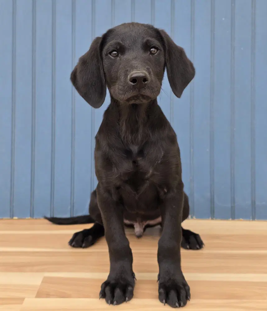 Muffin - Labrador Retriever