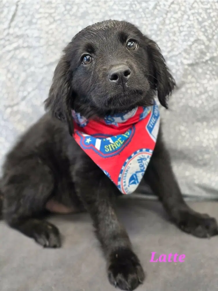 Latte - Labrador Retriever