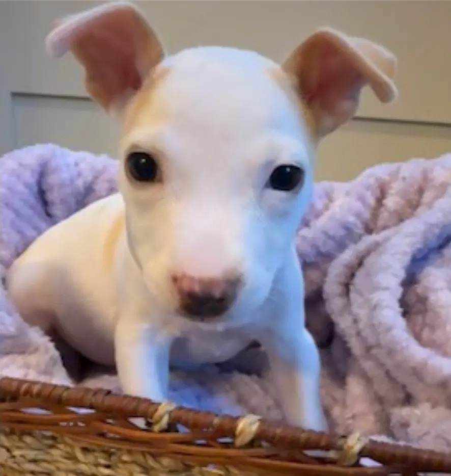 Kensy - Pit Bull Terrier