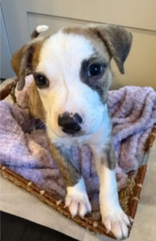 Kiara - Pit Bull Terrier