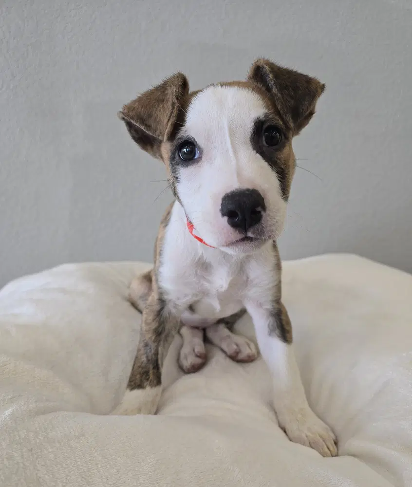 Kiara - Pit Bull Terrier