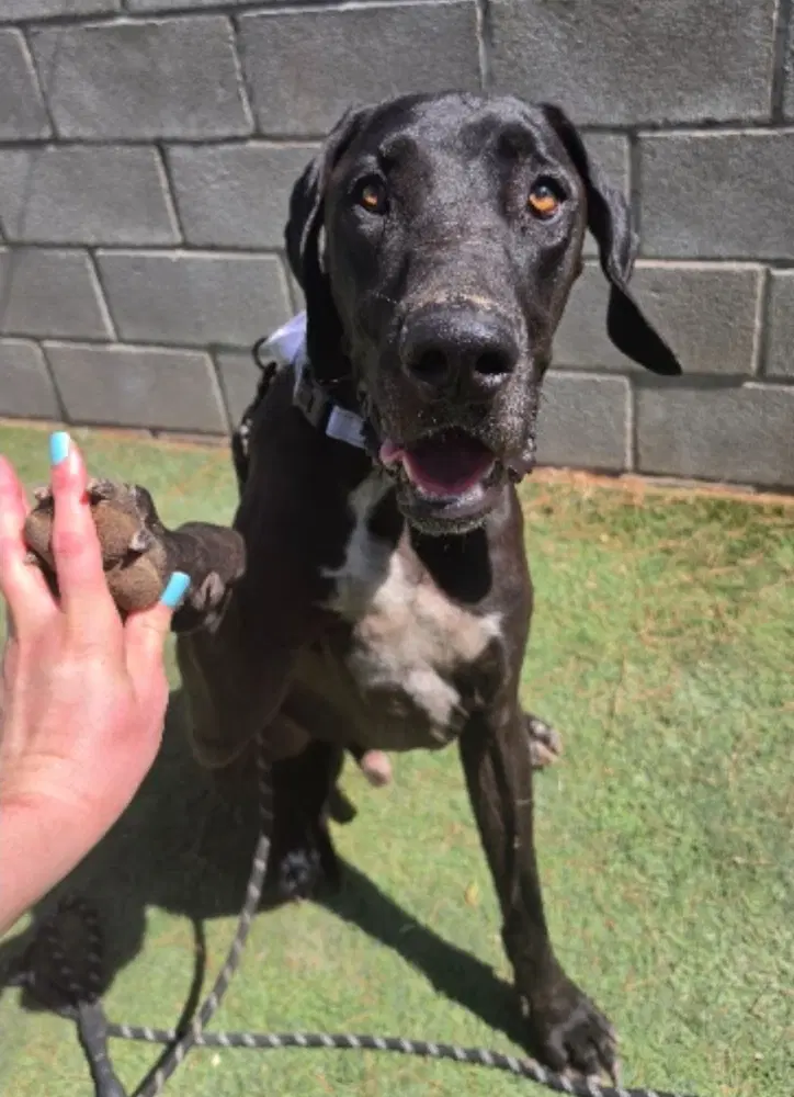 Lincoln - Great Dane