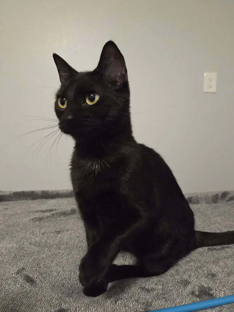Minnie - Domestic Short Hair