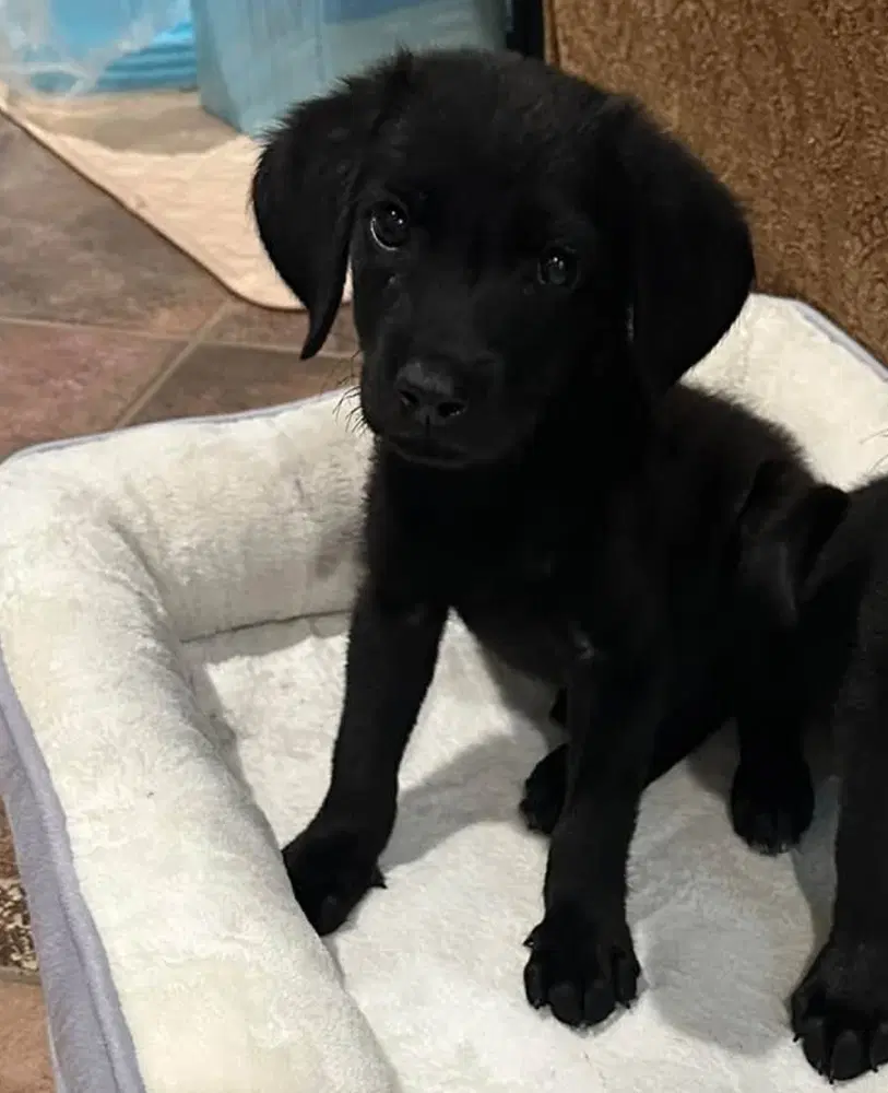 Honey - Labrador Retriever
