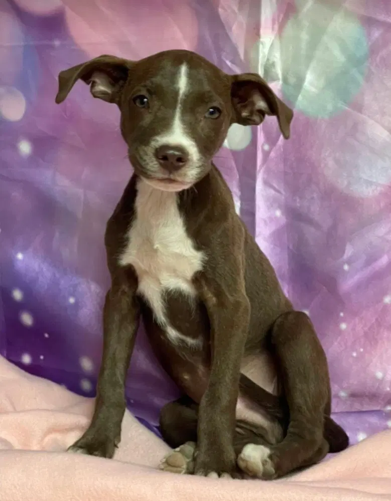 Quill - Pit Bull Terrier