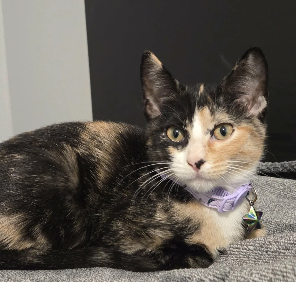 Clarabelle