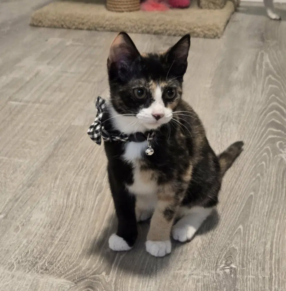 Patricia - Domestic Short Hair