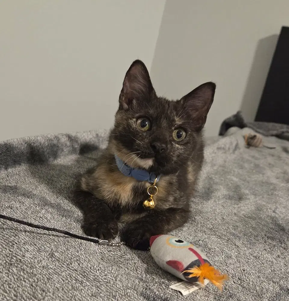Daisy - Domestic Short Hair
