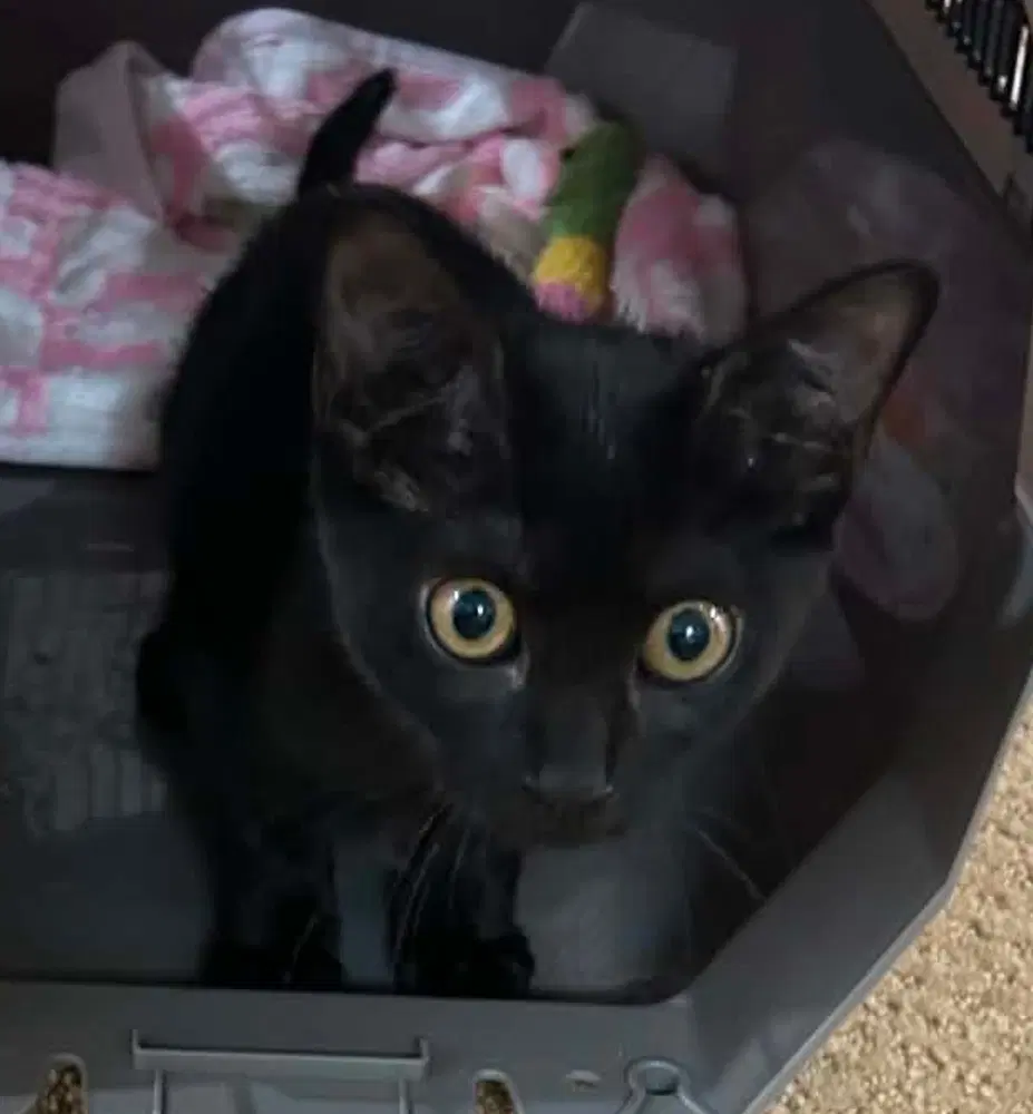 Ubiquiti - Domestic Short Hair