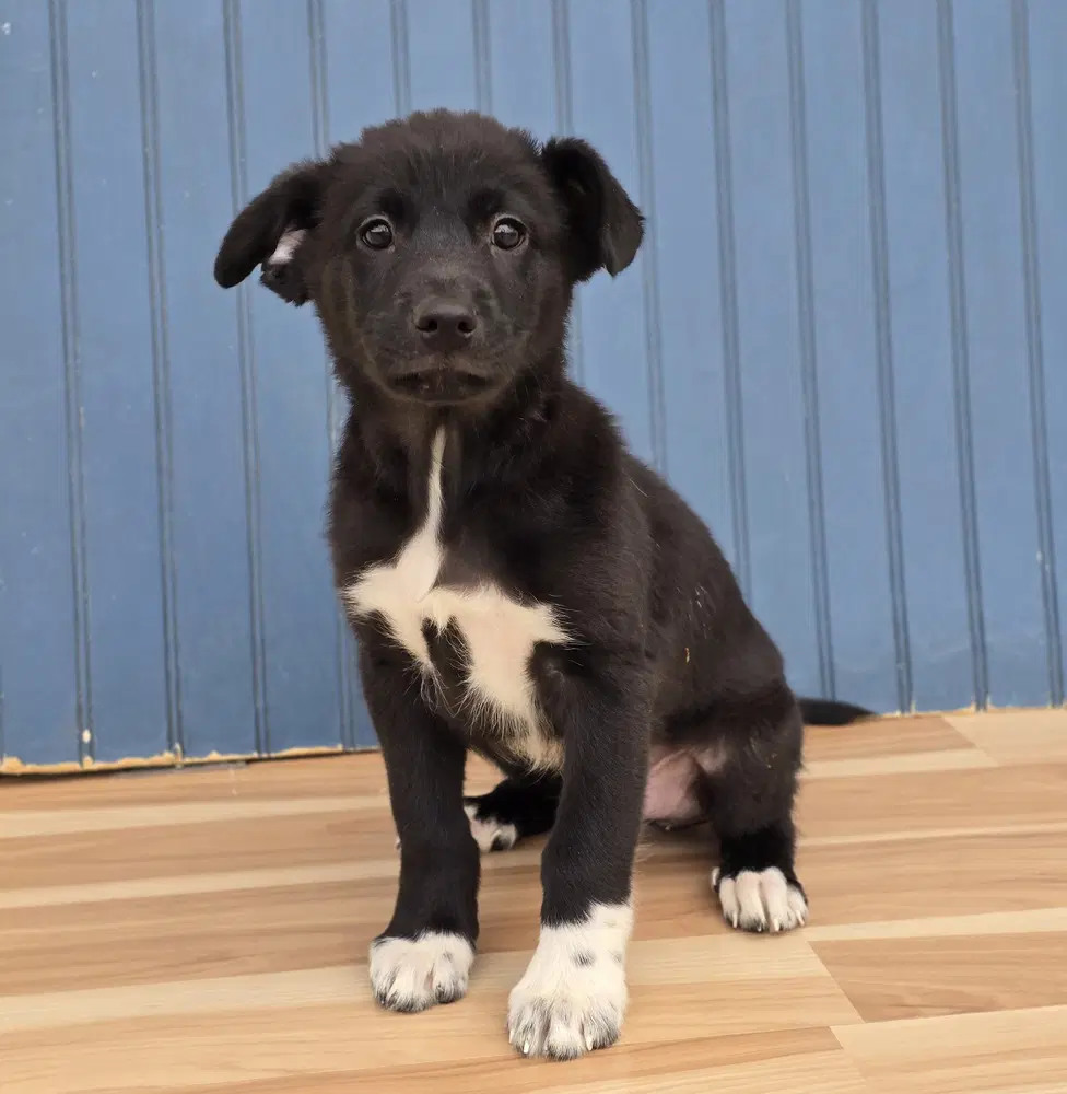 Ernest - Labrador Retriever