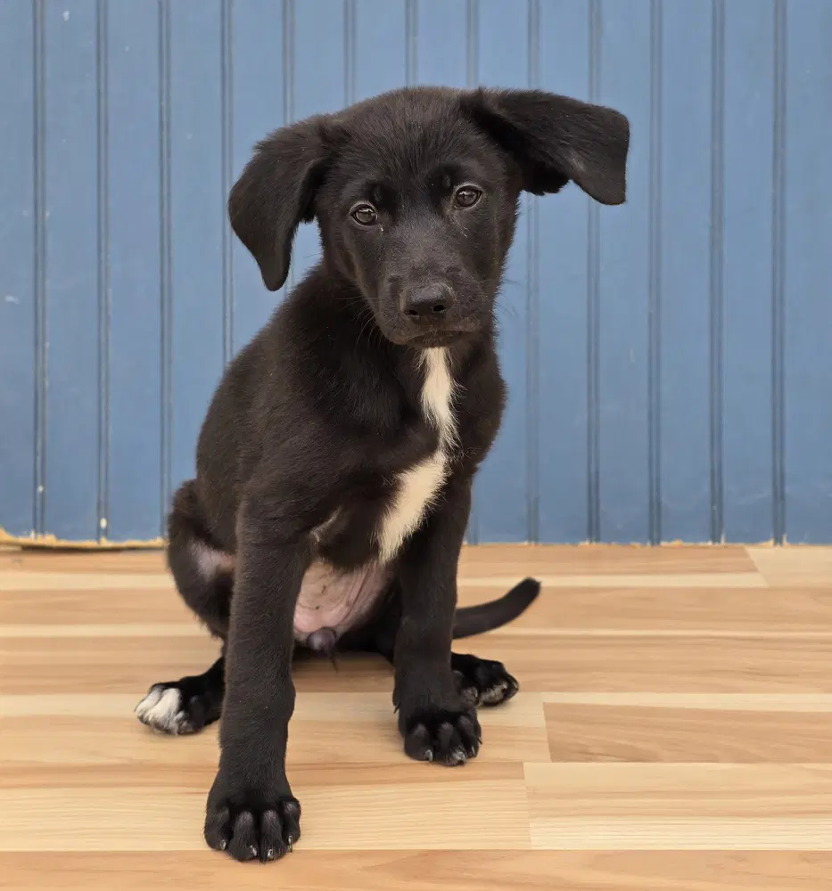Mabel - Labrador Retriever