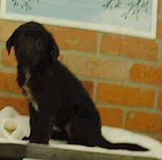 Mabel photo 2