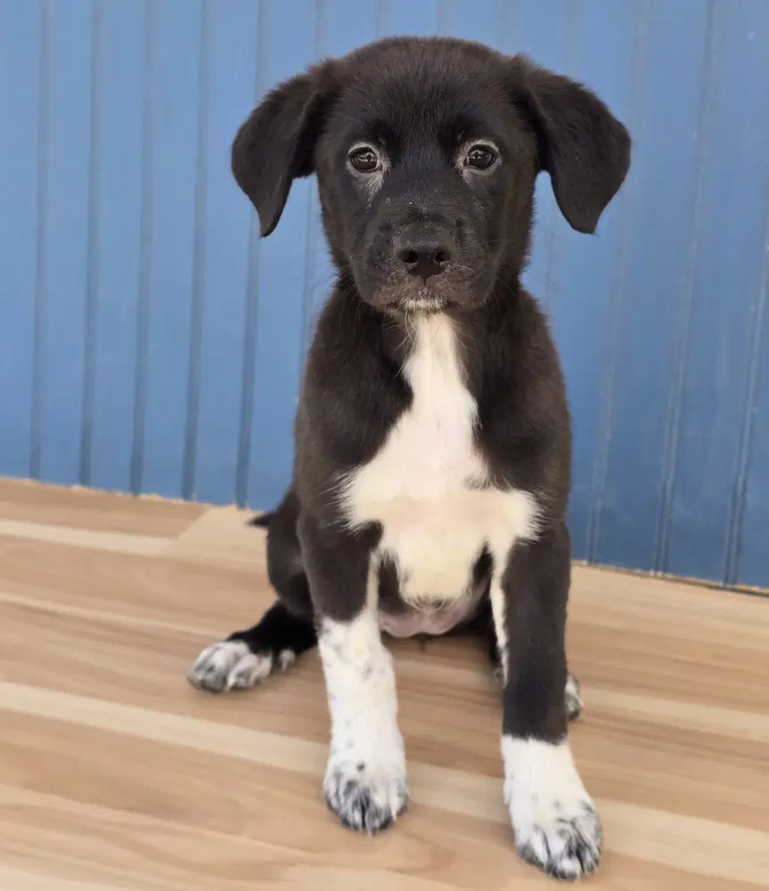 Agnes - Labrador Retriever