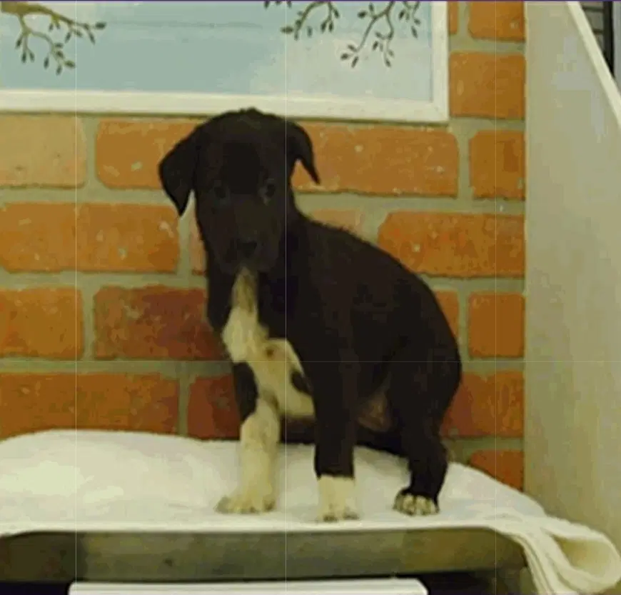 Agnes image 3