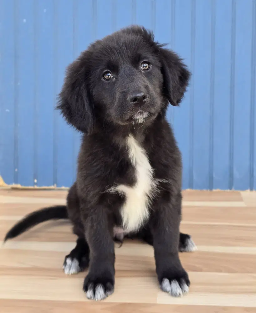Margaret - Labrador Retriever