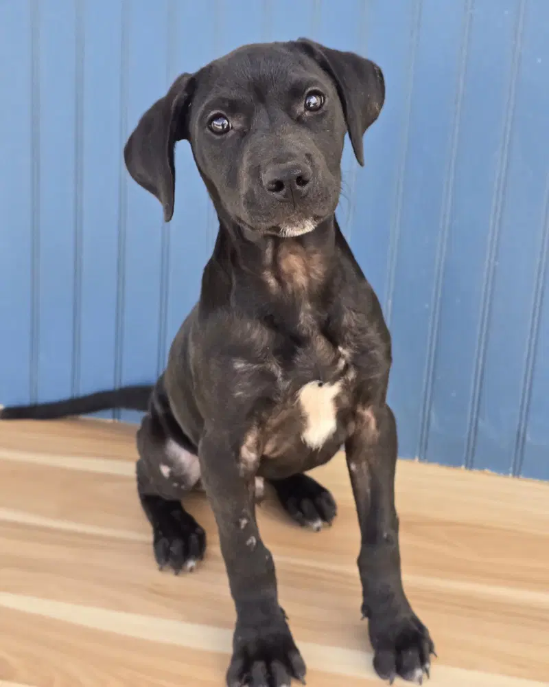 Philly - Labrador Retriever