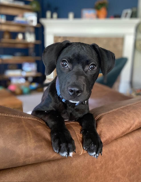 Philly, a dog for adoption from 4 Paws 4 Life Rescue